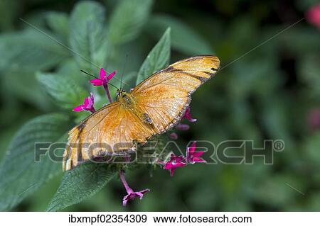 Stock Photo - "Julia Butterfly (Dyras iulia), Monteverde, Puntarenas Province, Costa Rica, Central America, North America". Fotosearch