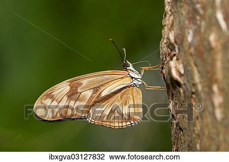 "Julia Butterfly, Julia Heliconian or The Flame (Dryas iulia), just after hatching, the two proboscis halves are not yet completely grown together, Kerzers, Switzerland, Europe" View Large Photo Image Stock Image - "Julia Butterfly, Julia Heliconian or The Flame (Dryas iulia), just after hatching, the two proboscis halves are not yet completely grown together, Kerzers, Switzerland, Europe". Fotosearch