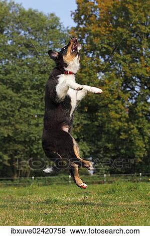 "Jumping Australian Shepherd Black Tri puppy, male" View Large Photo Image Stock Photo - "Jumping Australian Shepherd Black Tri puppy, male". Fotosearch