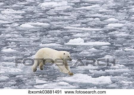 "Jumping Polar Bear (Ursus maritimus) on pack-ice, Spitsbergen, Svalbard Islands, Svalbard and Jan Mayen, Norway, Europe" View Large Photo Image Stock Image - "Jumping Polar Bear (Ursus maritimus) on pack-ice, Spitsbergen, Svalbard Islands, Svalbard and Jan Mayen, Norway, Europe". Fotosearch