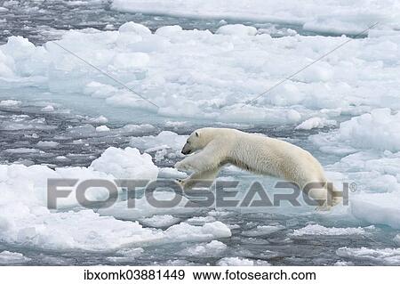 "Jumping Polar Bear (Ursus maritimus) on pack-ice, Spitsbergen, Svalbard Islands, Svalbard and Jan Mayen, Norway, Europe" View Large Photo Image Stock Photo - "Jumping Polar Bear (Ursus maritimus) on pack-ice, Spitsbergen, Svalbard Islands, Svalbard and Jan Mayen, Norway, Europe". Fotosearch