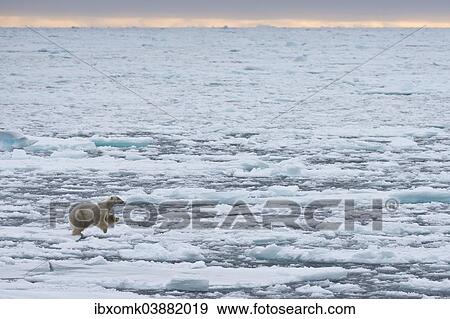 Stock Photo - "Jumping Polar Bear (Ursus maritimus), male on the pack ice, Spitsbergen Island, Svalbard Archipeligo, Svalbard and Jan Mayen, Norway, Europe". Fotosearch