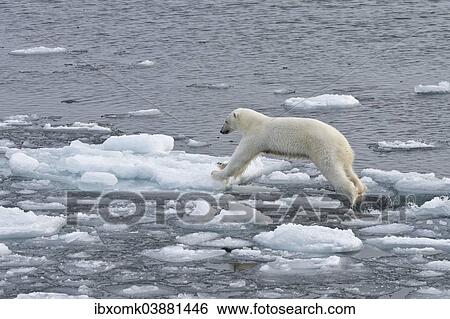 "Jumping Polar Bear (Ursus maritimus) on pack-ice, Spitsbergen, Svalbard Islands, Svalbard and Jan Mayen, Norway, Europe" View Large Photo Image Stock Photograph - "Jumping Polar Bear (Ursus maritimus) on pack-ice, Spitsbergen, Svalbard Islands, Svalbard and Jan Mayen, Norway, Europe". Fotosearch