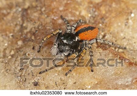 "Jumping Spider (Philaeus chrysops), male, Lake Kerkini region, Greece, Europe" View Large Photo Image Stock Image - "Jumping Spider (Philaeus chrysops), male, Lake Kerkini region, Greece, Europe". Fotosearch