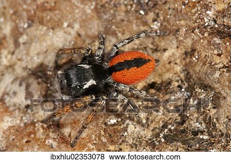 "Jumping Spider (Philaeus chrysops), male, Lake Kerkini region, Greece, Europe" View Large Photo Image Stock Photo - "Jumping Spider (Philaeus chrysops), male, Lake Kerkini region, Greece, Europe". Fotosearch