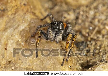 Stock Photo - "Jumping Spider (Philaeus chrysops), male, Lake Kerkini region, Greece, Europe". Fotosearch