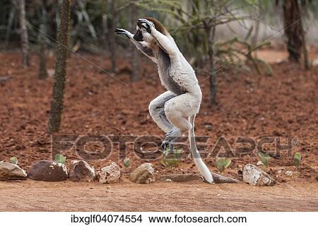 "Jumping Verreaux's sifaka (Propithecus verreauxi), Berenty, Madagascar, Africa" View Large Photo Image Picture - "Jumping Verreaux's sifaka (Propithecus verreauxi), Berenty, Madagascar, Africa". Fotosearch