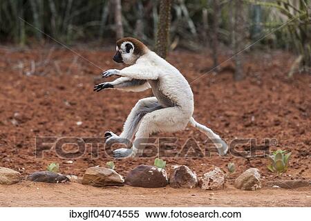 "Jumping Verreaux's sifaka (Propithecus verreauxi), Berenty, Madagascar, Africa" View Large Photo Image Stock Photography - "Jumping Verreaux's sifaka (Propithecus verreauxi), Berenty, Madagascar, Africa". Fotosearch