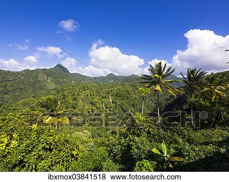 "Jungle at Anse La Verdure, Saint Lucia, Windward Islands, Lesser Antilles, North America" View Large Photo Image Stock Photo - "Jungle at Anse La Verdure, Saint Lucia, Windward Islands, Lesser Antilles, North America". Fotosearch