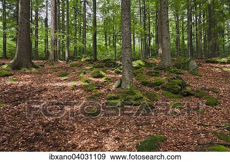 "Jungle, Bavarian Forest National Park, Bavaria, Germany, Europe" View Large Photo Image Stock Photo - "Jungle, Bavarian Forest National Park, Bavaria, Germany, Europe". Fotosearch