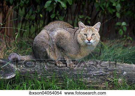 "Jungle Cat (Felis chaus), adult, native to Asia, captive, England, United Kingdom, Europe" View Large Photo Image Picture - "Jungle Cat (Felis chaus), adult, native to Asia, captive, England, United Kingdom, Europe". Fotosearch