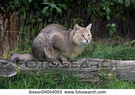 "Jungle Cat (Felis chaus), adult, native to Asia, captive, England, United Kingdom, Europe" View Large Photo Image Stock Image - "Jungle Cat (Felis chaus), adult, native to Asia, captive, England, United Kingdom, Europe". Fotosearch