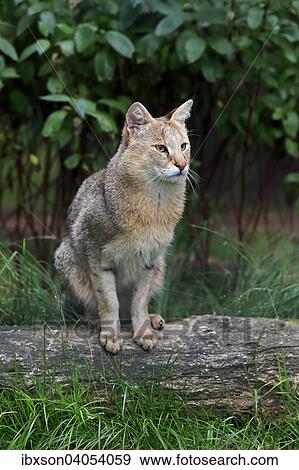 "Jungle Cat (Felis chaus), adult, native to Asia, captive, England, United Kingdom, Europe" View Large Photo Image Stock Photo - "Jungle Cat (Felis chaus), adult, native to Asia, captive, England, United Kingdom, Europe". Fotosearch