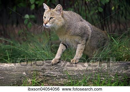 "Jungle Cat (Felis chaus), adult, native to Asia, captive, England, United Kingdom, Europe" View Large Photo Image Stock Photograph - "Jungle Cat (Felis chaus), adult, native to Asia, captive, England, United Kingdom, Europe". Fotosearch