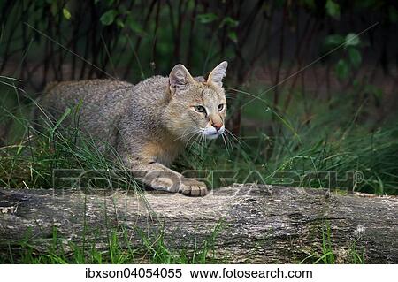 "Jungle Cat (Felis chaus), adult, native to Asia, captive, England, United Kingdom, Europe" View Large Photo Image Stock Photography - "Jungle Cat (Felis chaus), adult, native to Asia, captive, England, United Kingdom, Europe". Fotosearch