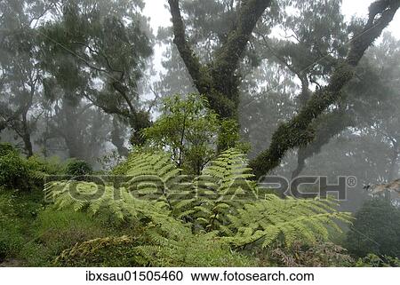 Stock Image - "Jungle, cloud forest, fog, big ferns and ancient moss-covered trees moss in the forest, mountain Gunung Abang, Bali, Indonesia, Southeast Asia, Asia". Fotosearch