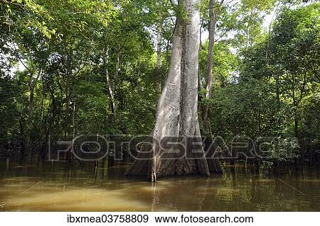"Jungle giant in the flooded forests of Varzea, Mamiraua Sustainable Development Reserve, Amazonas State, Brazil, South America" View Large Photo Image Stock Photo - "Jungle giant in the flooded forests of Varzea, Mamiraua Sustainable Development Reserve, Amazonas State, Brazil, South America". Fotosearch