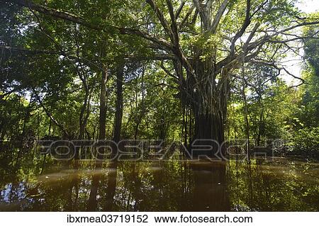 "Jungle giant in the Varzea forests, Mamiraua Sustainable Development Reserve, near Manaus, Amazonas State, Brazil, South America" View Large Photo Image Stock Image - "Jungle giant in the Varzea forests, Mamiraua Sustainable Development Reserve, near Manaus, Amazonas State, Brazil, South America". Fotosearch