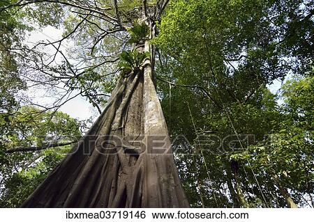 Stock Photograph - "Jungle giant in the Varzea forests, Mamiraua Sustainable Development Reserve, near Manaus, Amazonas State, Brazil, South America". Fotosearch