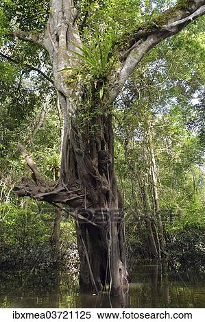 Stock Photography - "Jungle giant in the Varzea forests, Mamiraua-Nationalpark, Manaus, Amazonas State, Brazil, South America". Fotosearch
