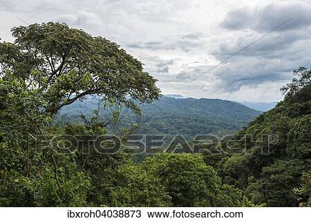 Stock Image - "Jungle, habitat of the Mountain Gorillas, Bwindi Impenetrable National Park, Uganda, Africa". Fotosearch