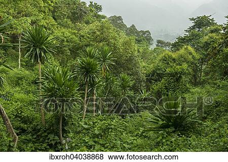 "Jungle, habitat of the Mountain Gorillas, Bwindi Impenetrable National Park, Uganda, Africa" View Large Photo Image Stock Photo - "Jungle, habitat of the Mountain Gorillas, Bwindi Impenetrable National Park, Uganda, Africa". Fotosearch