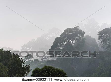 "Jungle in the mist, silhouettes of trees, Thekkadi, Periyar Dam, Tamil Nadu, India, Asia" View Large Photo Image Stock Image - "Jungle in the mist, silhouettes of trees, Thekkadi, Periyar Dam, Tamil Nadu, India, Asia". Fotosearch