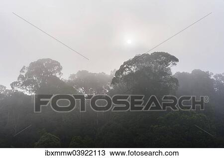 "Jungle in the mist, silhouettes of trees, Periyar Dam, Thekkadi, Tamil Nadu, India, Asia" View Large Photo Image Stock Image - "Jungle in the mist, silhouettes of trees, Periyar Dam, Thekkadi, Tamil Nadu, India, Asia". Fotosearch