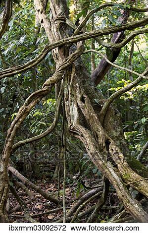 Stock Image - "Jungle, Khao Yai Nationalpark, Prachinburi, Nakhon Ratchasima, Thailand, Asia". Fotosearch