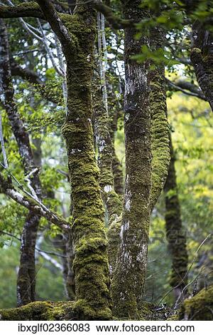 Stock Image - "Jungle, mossy tree trunks, Glenveagh National Park, County Donegal, Republic of Ireland". Fotosearch