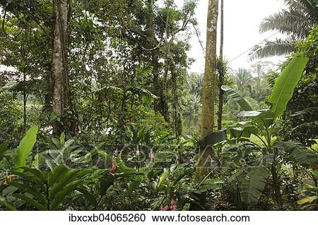 "Jungle on the Rio Indio, San Juan de Nicaragua or San Juan del Norte or Greytown, Rio San Juan, Nicaragua, North America" View Large Photo Image Stock Image - "Jungle on the Rio Indio, San Juan de Nicaragua or San Juan del Norte or Greytown, Rio San Juan, Nicaragua, North America". Fotosearch