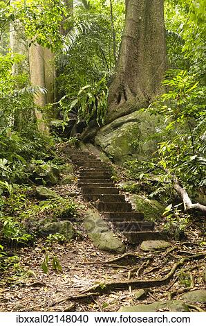 "Jungle path with steps, Tioman island, Malaysia, Southeast Asia, Asia" View Large Photo Image Stock Image - "Jungle path with steps, Tioman island, Malaysia, Southeast Asia, Asia". Fotosearch
