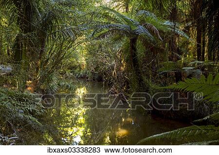 Stock Image - "Jungle with Silver Ferns (Cyathea dealbata), Raglan, Waikato Region, New Zealand, Oceania". Fotosearch