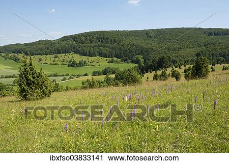 "Juniper pastures, Wiesenthaler Schweiz nature reserve, Wiesenthal, Rhon Biosphere Reserve, Thuringia, Germany, Europe" View Large Photo Image Stock Image - "Juniper pastures, Wiesenthaler Schweiz nature reserve, Wiesenthal, Rhon Biosphere Reserve, Thuringia, Germany, Europe". Fotosearch