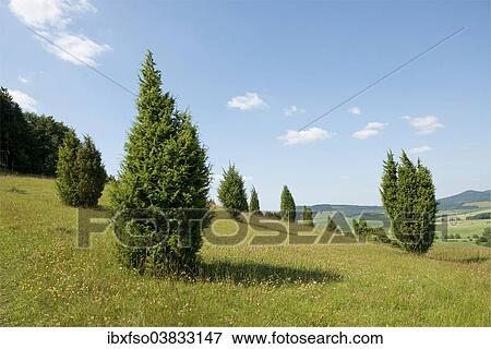 "Juniper pastures, Wiesenthaler Schweiz nature reserve, Wiesenthal, Rhon Biosphere Reserve, Thuringia, Germany, Europe" View Large Photo Image Stock Photo - "Juniper pastures, Wiesenthaler Schweiz nature reserve, Wiesenthal, Rhon Biosphere Reserve, Thuringia, Germany, Europe". Fotosearch