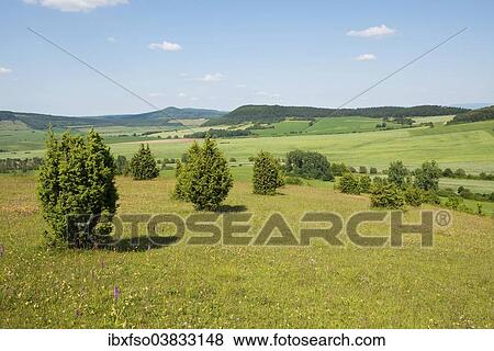"Juniper pastures, Wiesenthaler Schweiz nature reserve, Wiesenthal, Rhon Biosphere Reserve, Thuringia, Germany, Europe" View Large Photo Image Stock Photo - "Juniper pastures, Wiesenthaler Schweiz nature reserve, Wiesenthal, Rhon Biosphere Reserve, Thuringia, Germany, Europe". Fotosearch