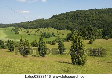 Stock Photograph - "Juniper pastures, Wiesenthaler Schweiz nature reserve, Wiesenthal, Rhon Biosphere Reserve, Thuringia, Germany, Europe". Fotosearch