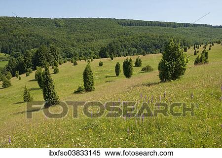 "Juniper pastures, Wiesenthaler Schweiz nature reserve, Wiesenthal, Rhon Biosphere Reserve, Thuringia, Germany, Europe" View Large Photo Image Stock Photography - "Juniper pastures, Wiesenthaler Schweiz nature reserve, Wiesenthal, Rhon Biosphere Reserve, Thuringia, Germany, Europe". Fotosearch