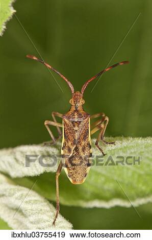 Stock Photo - "Juniper Shield Bug (Gonocerus juniperi), Baden-Wurttemberg, Germany, Europe". Fotosearch