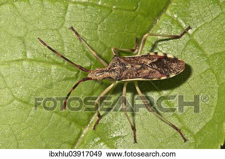 Stock Photo - "Juniper Shield Bug (Gonocerus juniperi), Baden-Wurttemberg, Germany, Europe". Fotosearch