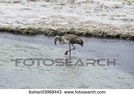 "Juvenile Andean Flamingo (Phoenicoparrus andinus), salt lake Salar de Surire, Putre, Arica y Parinacota Region, Chile, South America" View Large Photo Image Stock Image - "Juvenile Andean Flamingo (Phoenicoparrus andinus), salt lake Salar de Surire, Putre, Arica y Parinacota Region, Chile, South America". Fotosearch