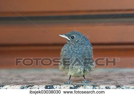 Stock Image - "Juvenile Black Redstart (Phoenicurus ochruros), Schmellwitz, Cottbus, Brandenburg, Germany, Europe". Fotosearch