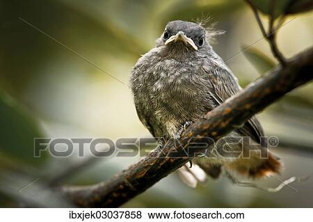 Stock Photo - "Juvenile Black Redstart (Phoenicurus ochruros), Schmellwitz, Cottbus, Brandenburg, Germany, Europe". Fotosearch