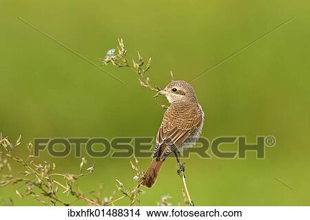 "Juvenile Red-backed Shrike (Lanius collurio), Apetlon, Burgenland, Austria, Europe" View Large Photo Image Picture - "Juvenile Red-backed Shrike (Lanius collurio), Apetlon, Burgenland, Austria, Europe". Fotosearch