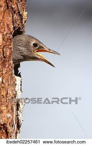 "Juvenile starling (Sturnus vulgaris), begging for food at the nesting hole, Allgaeu region, Bavaria, Germany, Europe" View Large Photo Image Stock Image - "Juvenile starling (Sturnus vulgaris), begging for food at the nesting hole, Allgaeu region, Bavaria, Germany, Europe". Fotosearch