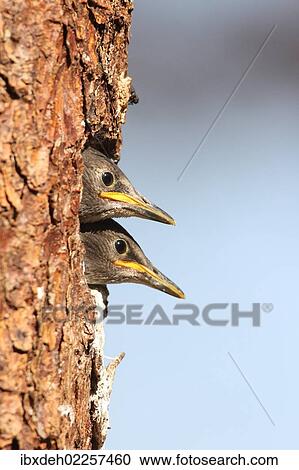 "Juvenile starlings (Stunus vulgaris) looking out of nesting hole, Allgaeu region, Bavaria, Germany, Europe" View Large Photo Image Stock Image - "Juvenile starlings (Stunus vulgaris) looking out of nesting hole, Allgaeu region, Bavaria, Germany, Europe". Fotosearch