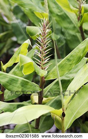 "Kahili Ginger, ornamental ginger (Hedychium sp. ), in flower, invasive species, Hawaii Volcanoes National Park, Hawaii, USA" View Large Photo Image Stock Photography - "Kahili Ginger, ornamental ginger (Hedychium sp. ), in flower, invasive species, Hawaii Volcanoes National Park, Hawaii, USA". Fotosearch