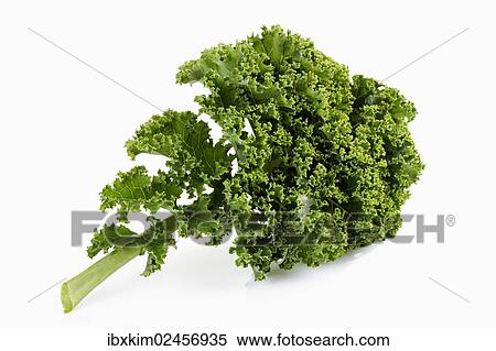 Kale (Brassica oleracea var sabellica) View Large Photo Image Stock Photography - Kale (Brassica oleracea var sabellica). Fotosearch