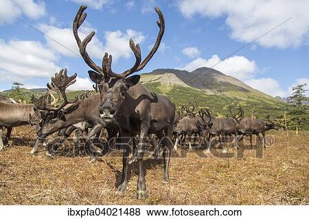 Stock Photo - "Kamchatka reindeer (Rangifer tarandus phylarchus), Kamchatka, Russia, Europe". Fotosearch