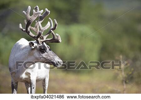 "Kamchatka reindeer (Rangifer tarandus phylarchus), Kamchatka, Russia, Europe" View Large Photo Image Stock Photograph - "Kamchatka reindeer (Rangifer tarandus phylarchus), Kamchatka, Russia, Europe". Fotosearch